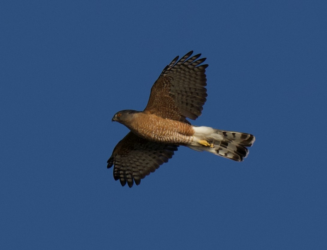 Épervier de Cooper - ML645644842