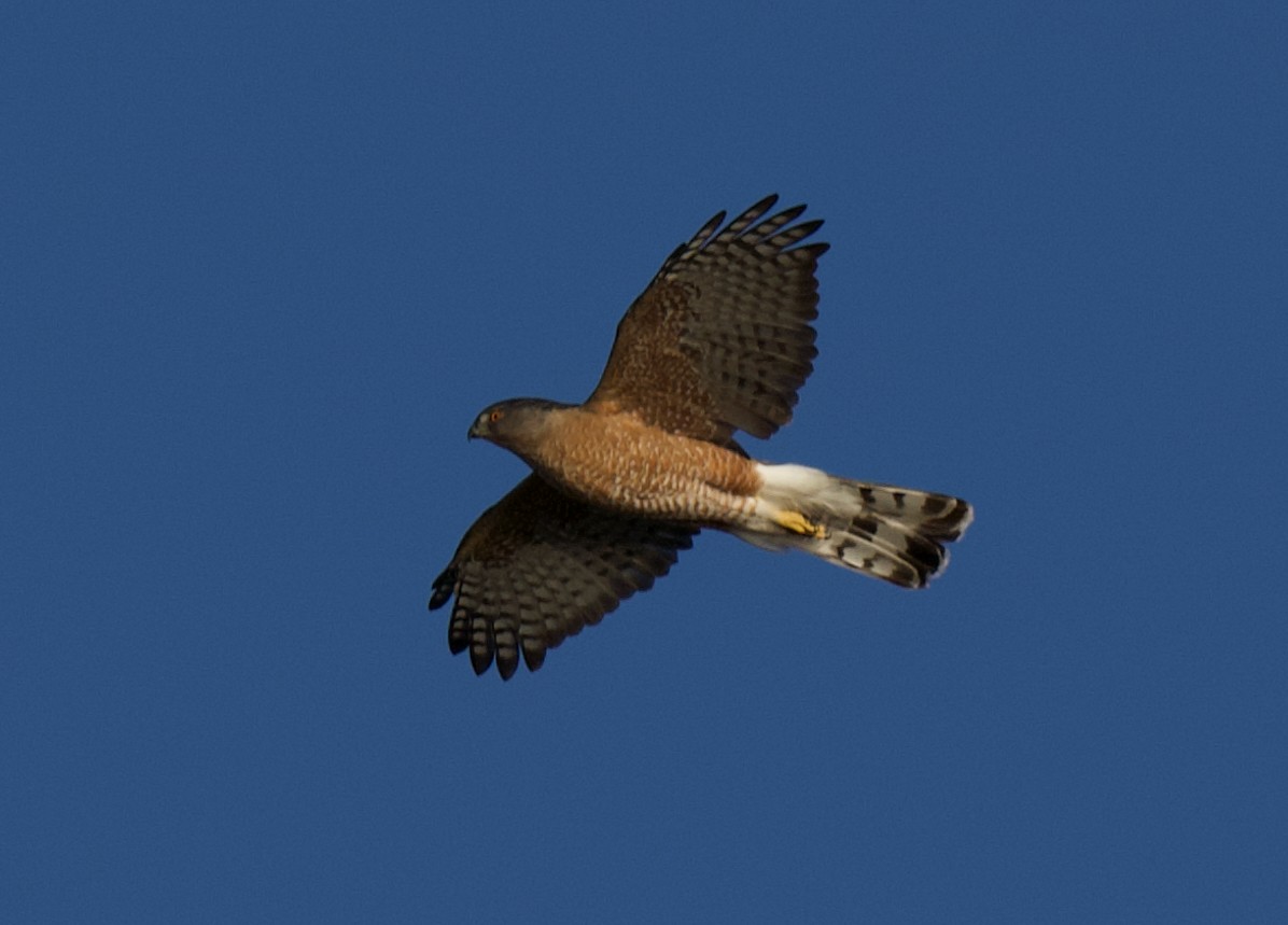 Épervier de Cooper - ML645644844