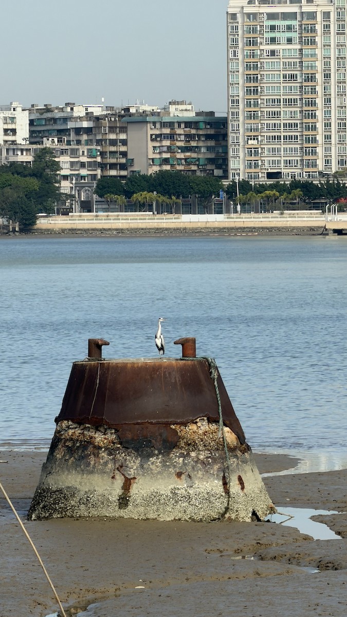 Héron cendré - ML645644845