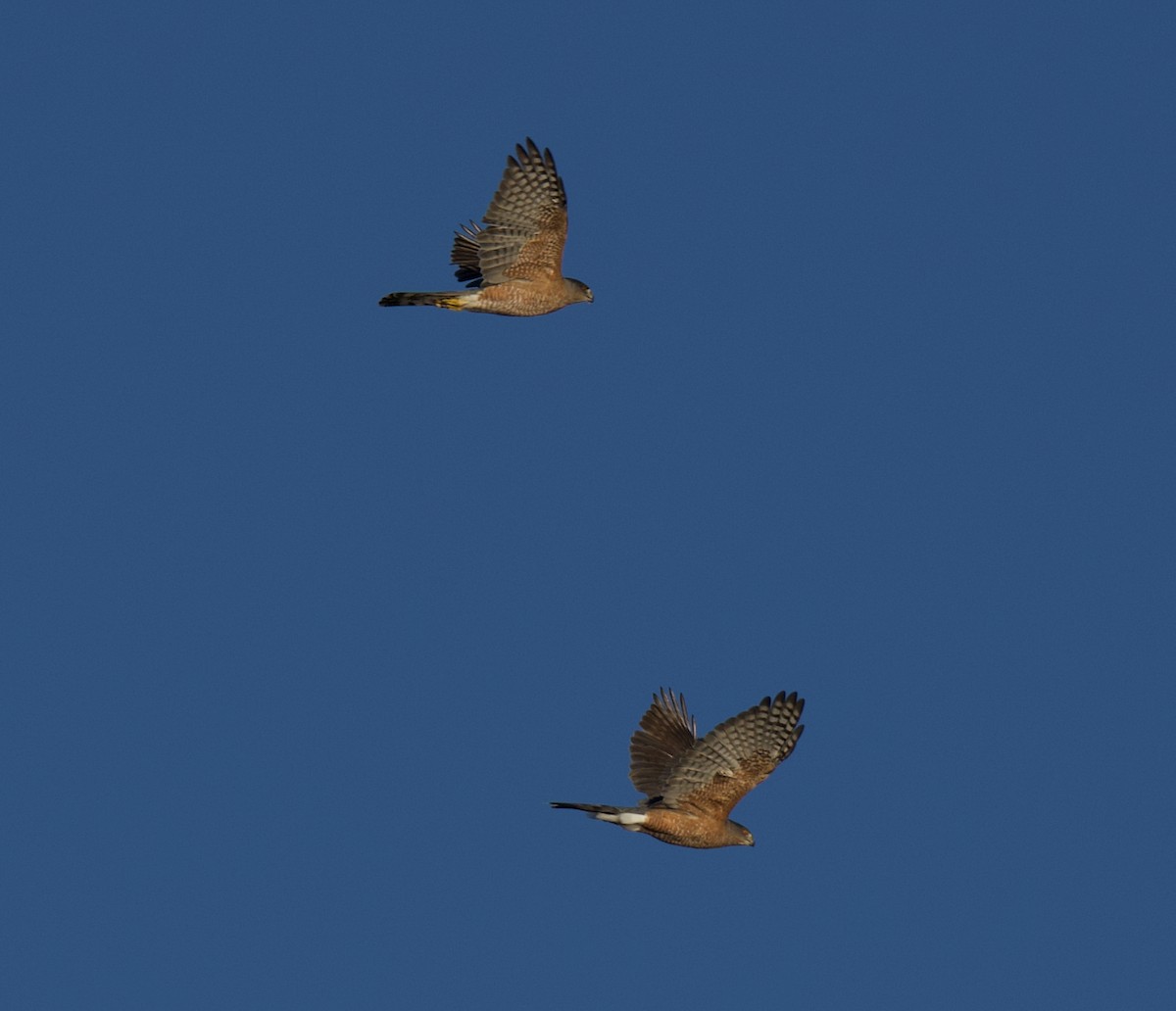 Épervier de Cooper - ML645644846