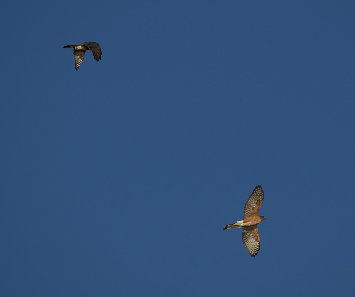 Épervier de Cooper - ML645644847