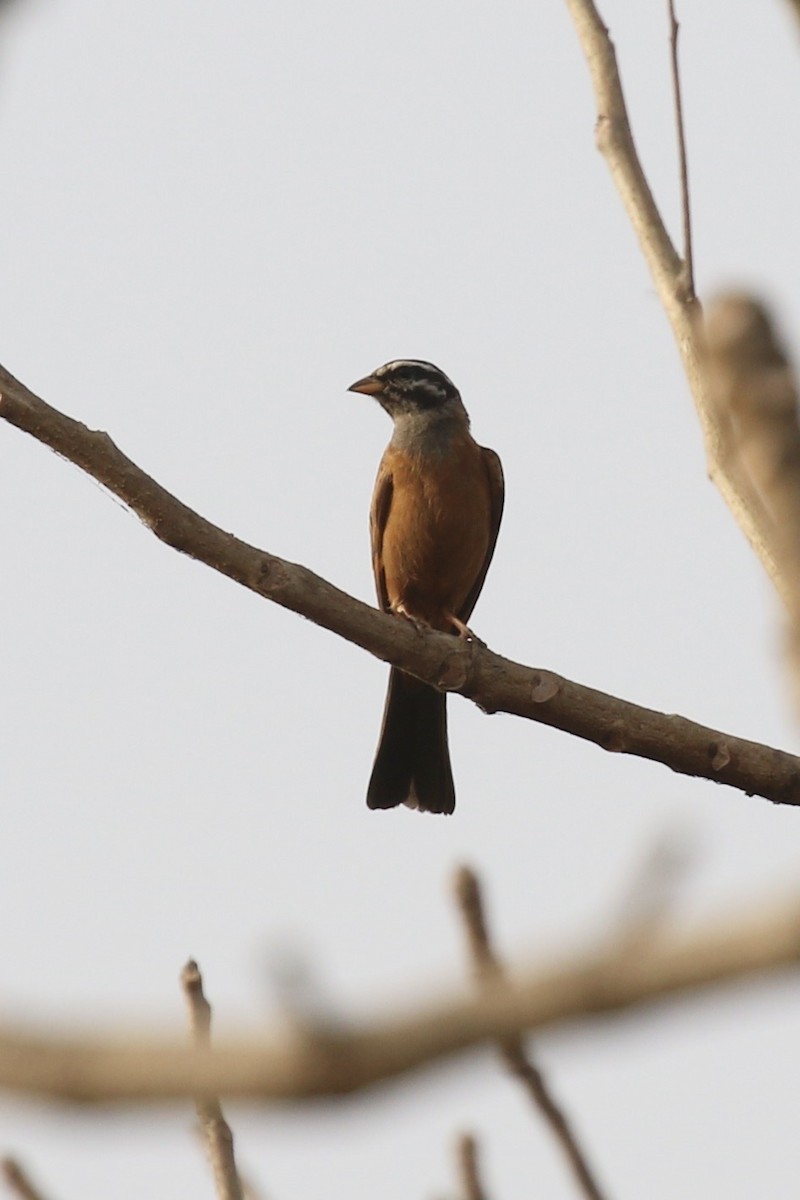 Bruant de Gosling - ML645644848