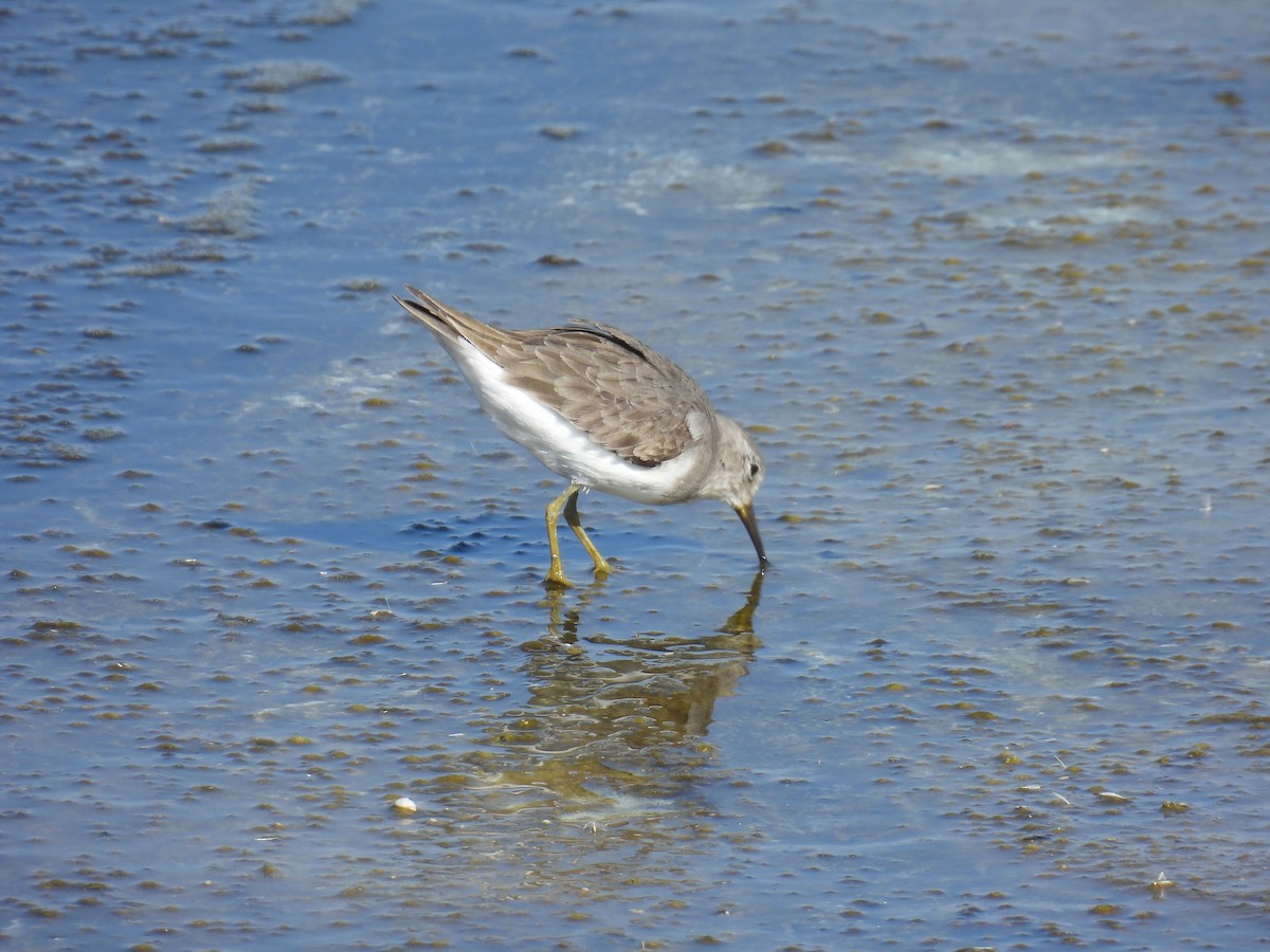 Bécasseau de Temminck - ML645644849