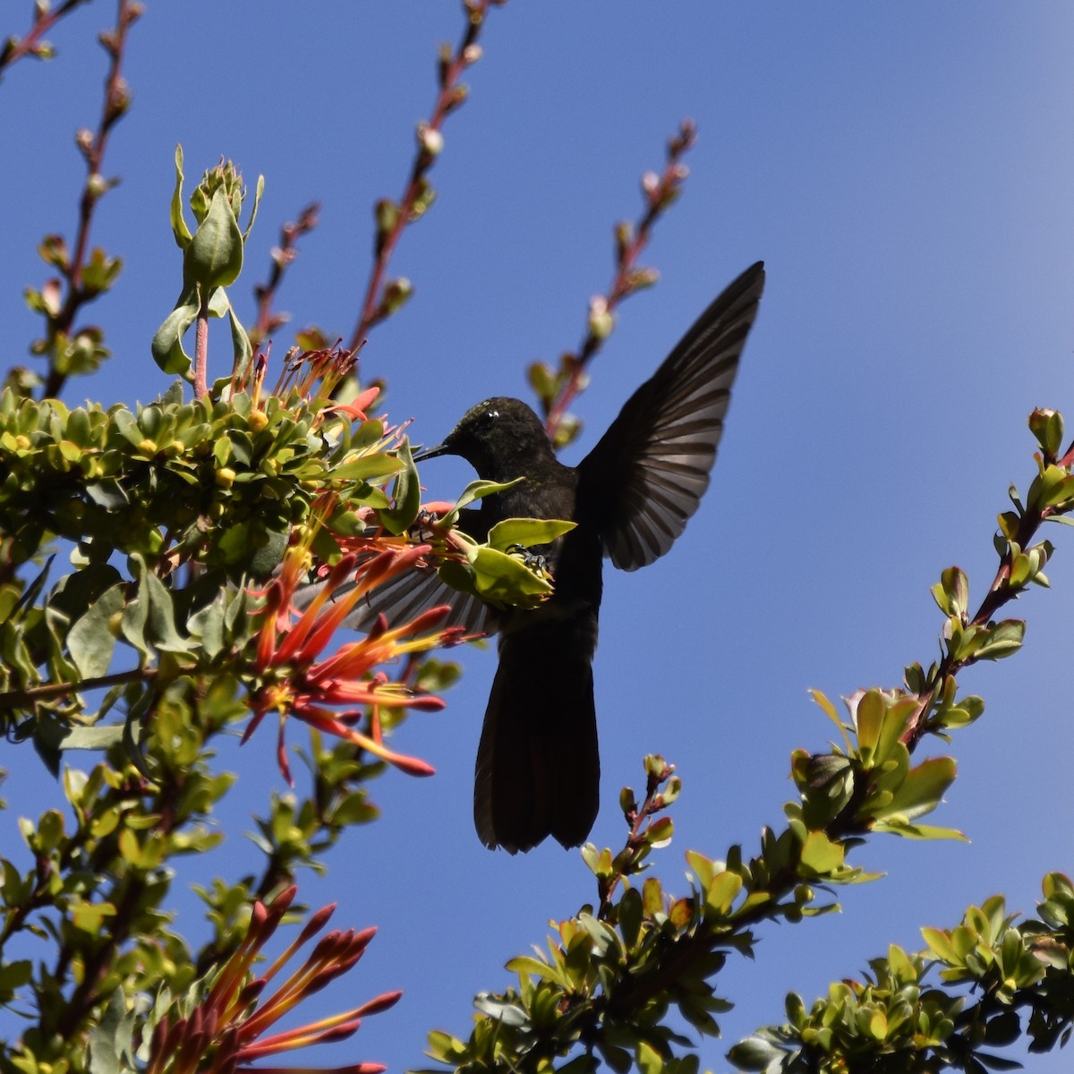 Black Metaltail - ML645644853