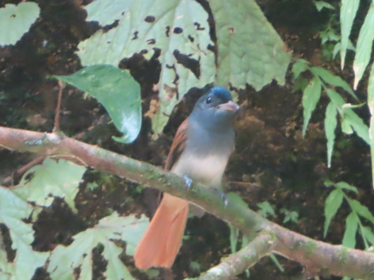 Blyth's Paradise-Flycatcher - ML645644860