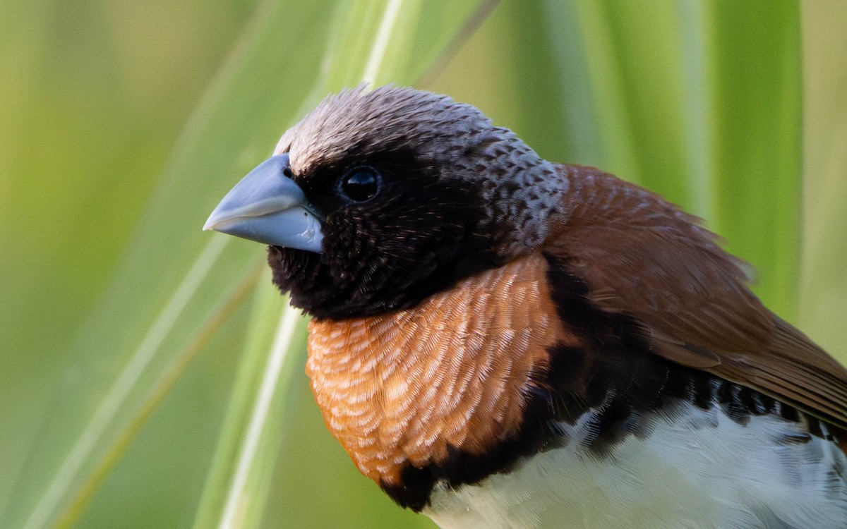 Chestnut-breasted Munia - ML645644865
