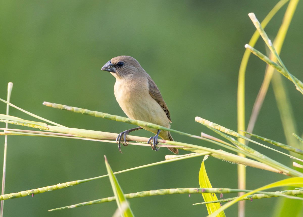 Chestnut-breasted Munia - ML645644866