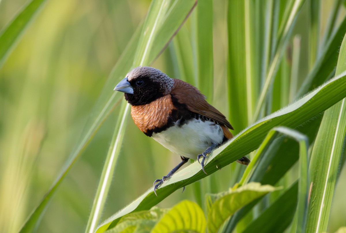 Chestnut-breasted Munia - ML645644867