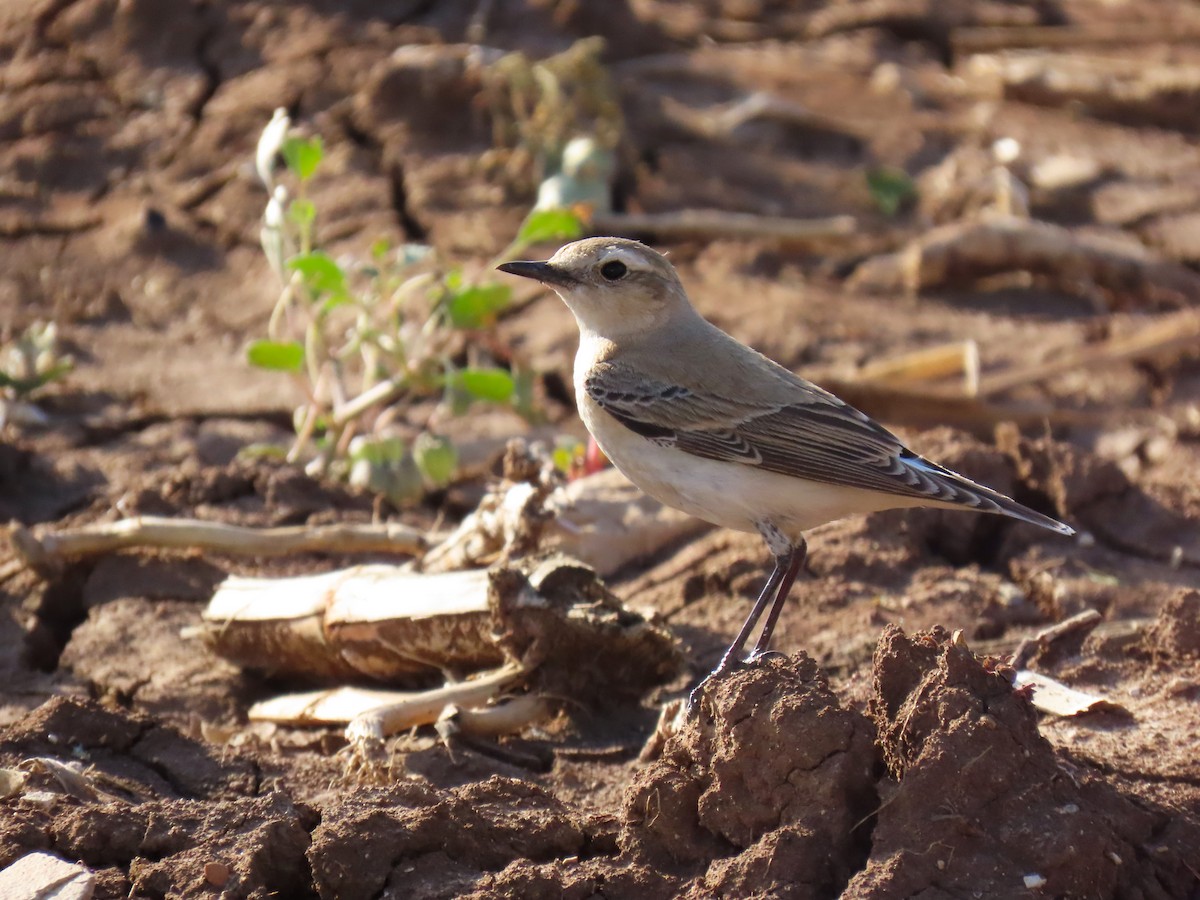 Buztanzuri arrunta - ML645644868