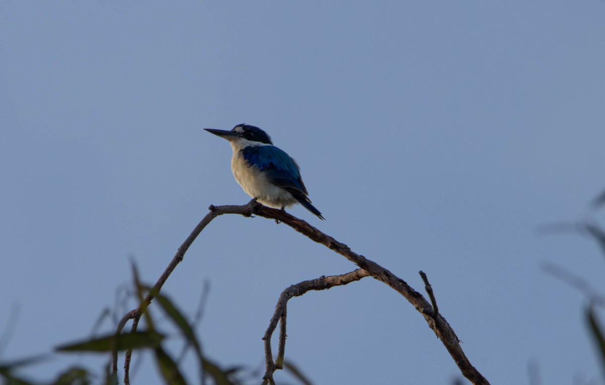 Forest Kingfisher - ML645644870