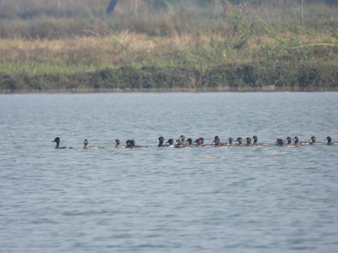 Murgilari mottoduna - ML645644871