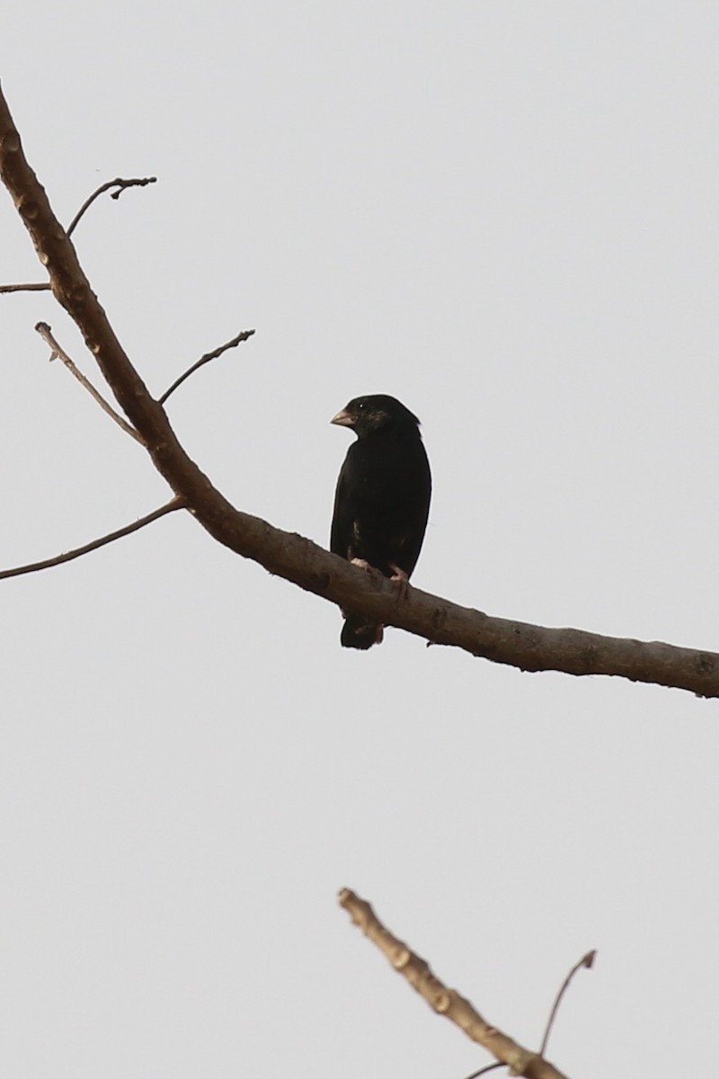 Village Indigobird - ML645644873