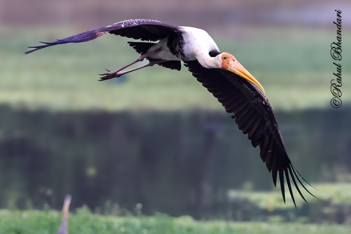 Tantalo indiarra - ML645644874