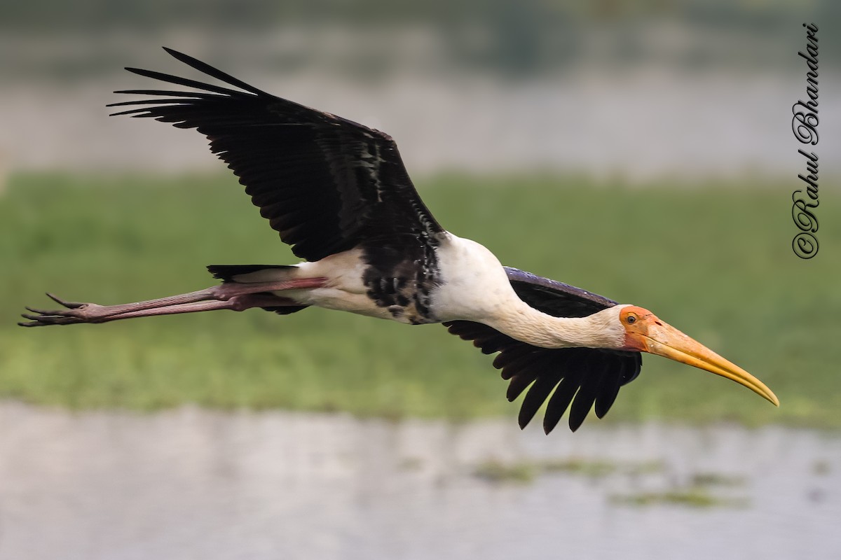 Tantalo indiarra - ML645644875