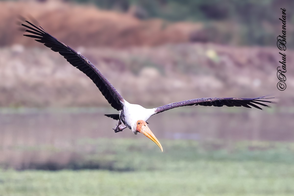 Tantalo indiarra - ML645644876