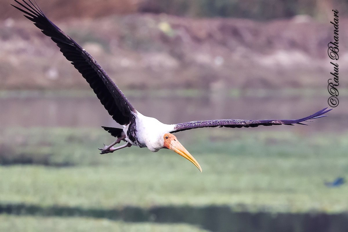 Tantalo indiarra - ML645644877