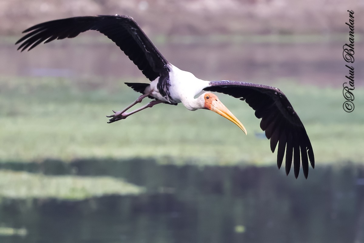 Tantalo indiarra - ML645644878