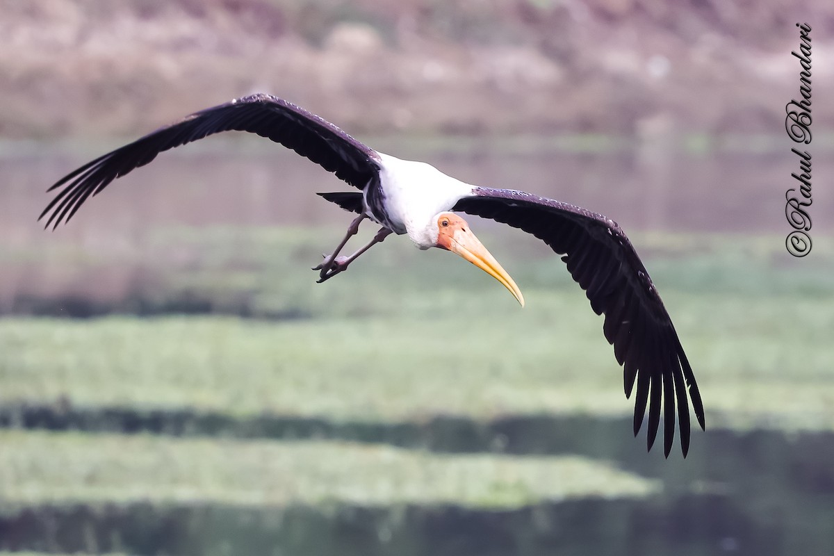 Tantalo indiarra - ML645644879