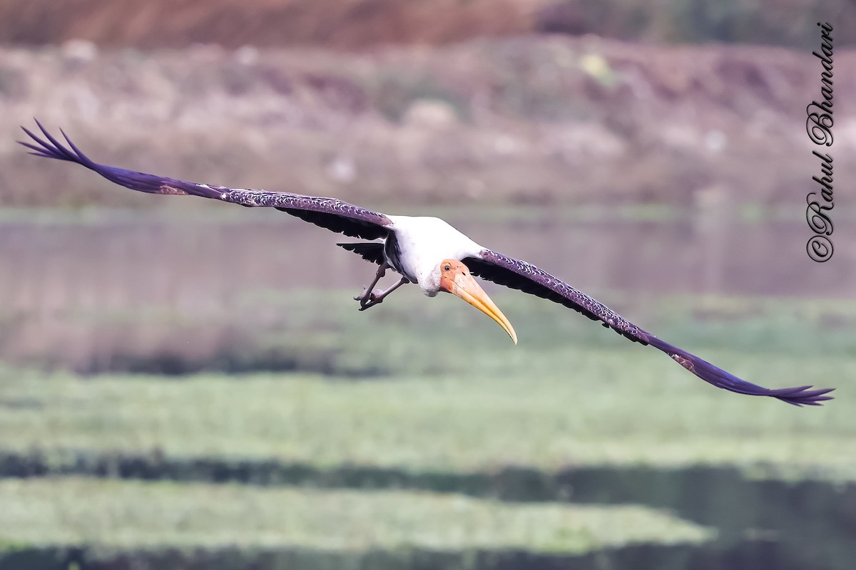 Tantalo indiarra - ML645644880