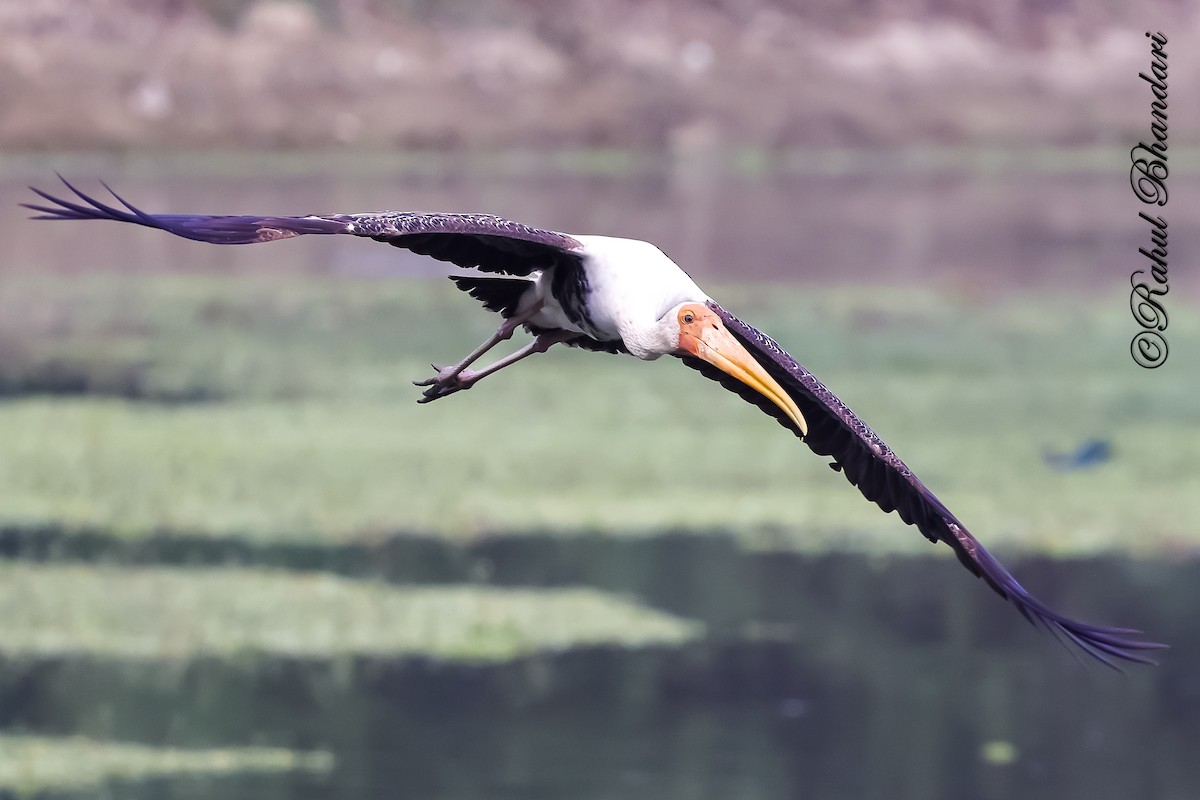 Tantalo indiarra - ML645644881