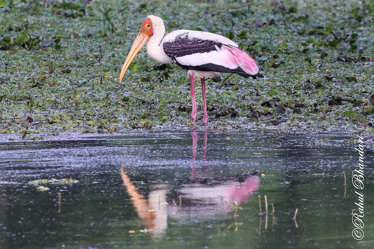 Tantalo indiarra - ML645644882