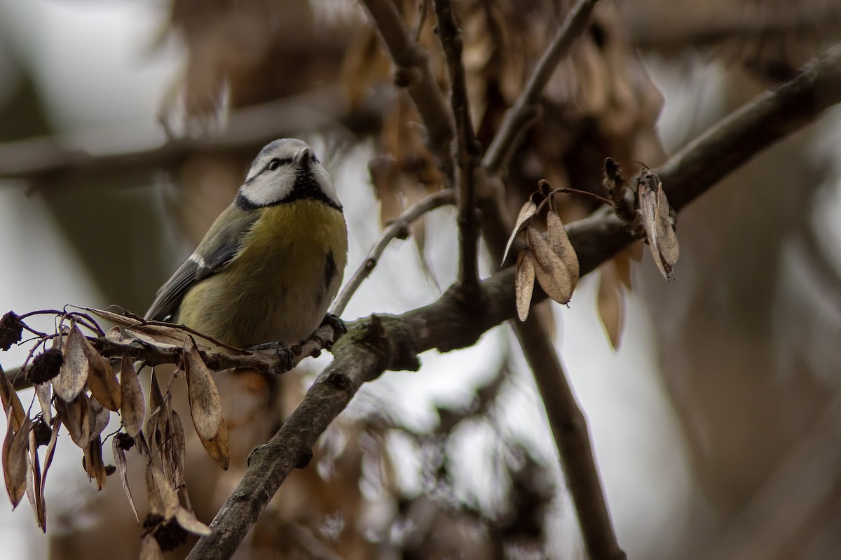 Amilotx urdin europarra - ML645644883