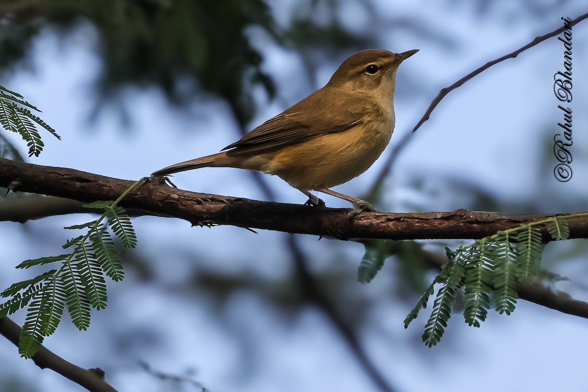 Zuhaixka-lezkaria - ML645644885