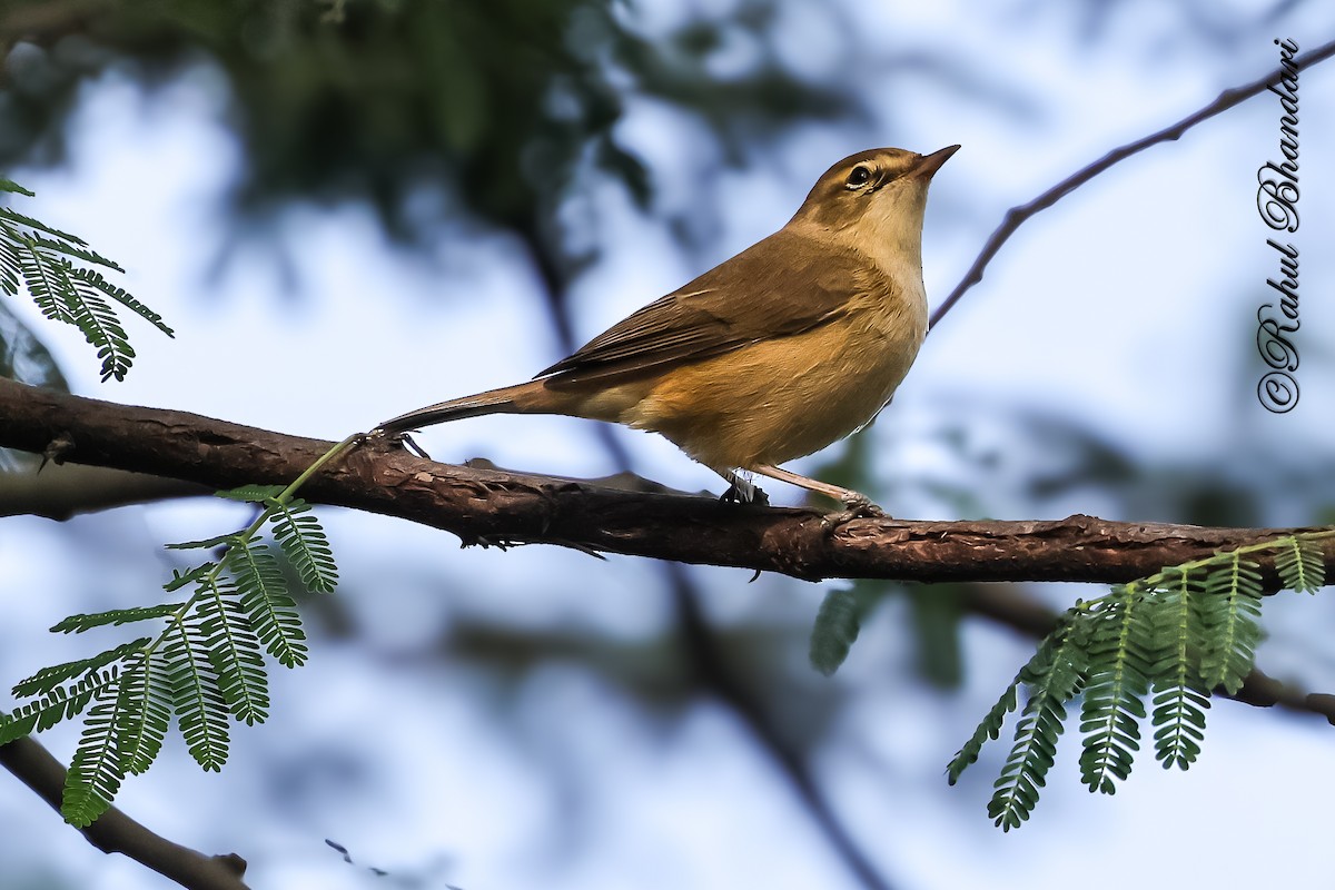 Zuhaixka-lezkaria - ML645644886