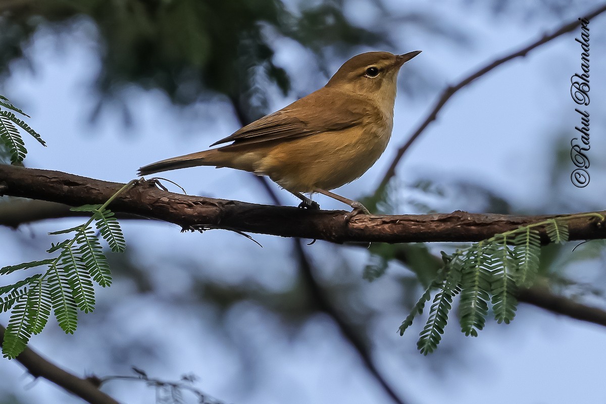 Zuhaixka-lezkaria - ML645644887