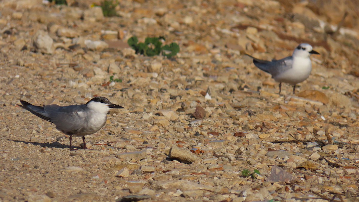 Itsas enara musuzuria - ML645644888