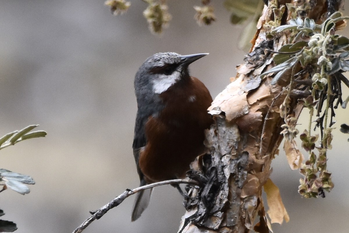 Giant Conebill - ML645644890