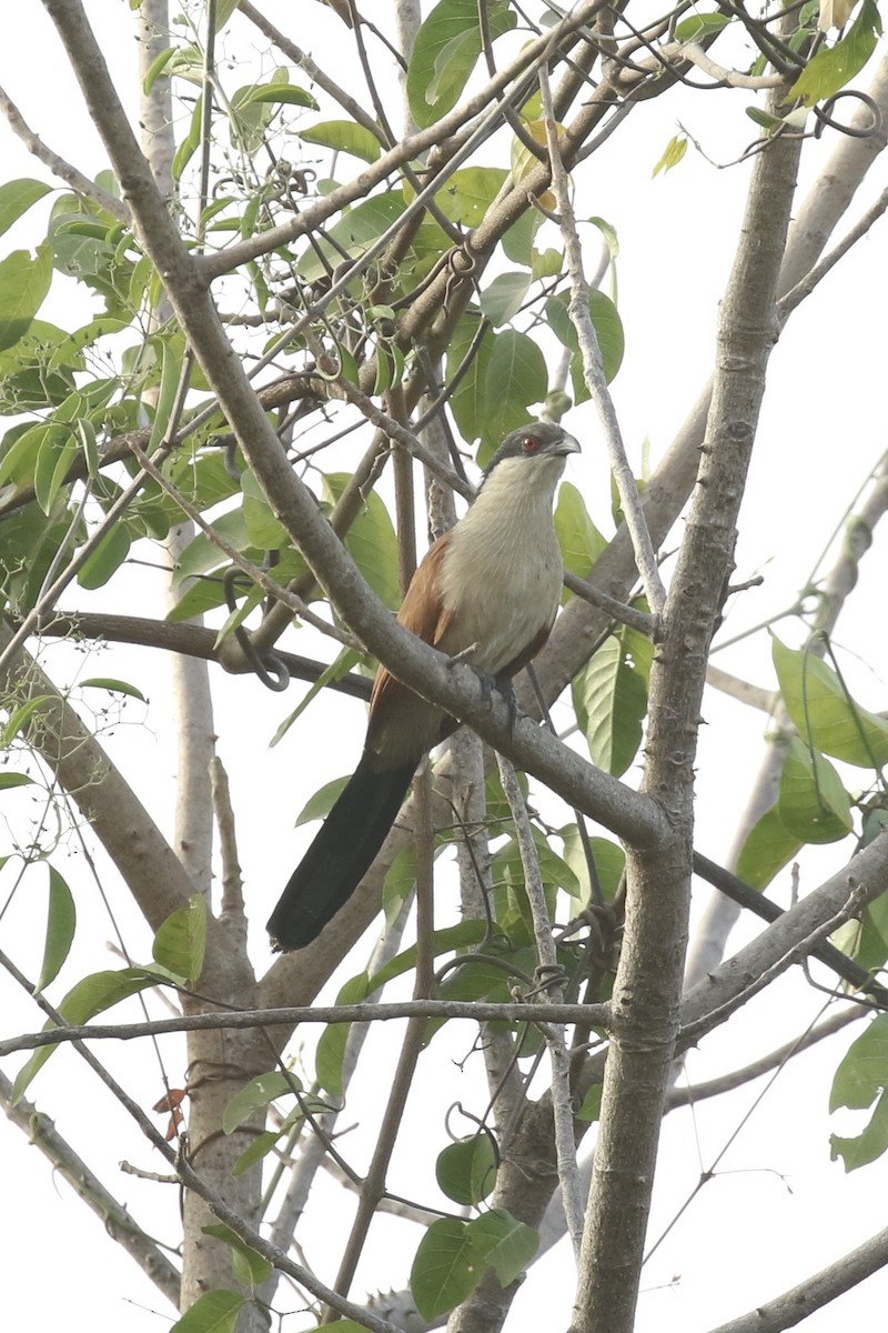 Senegal Coucal - ML645644892