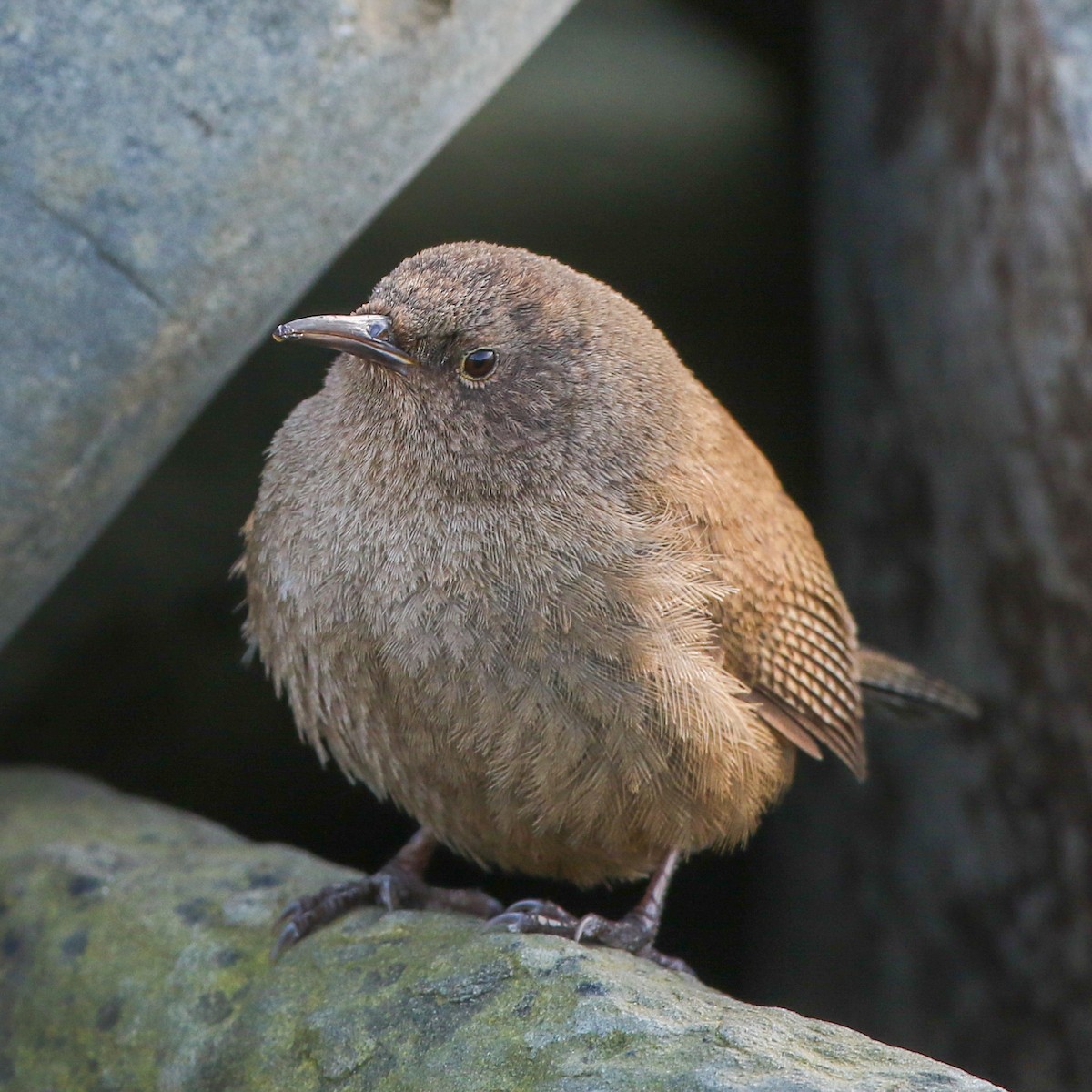Cobb's Wren - ML645644893