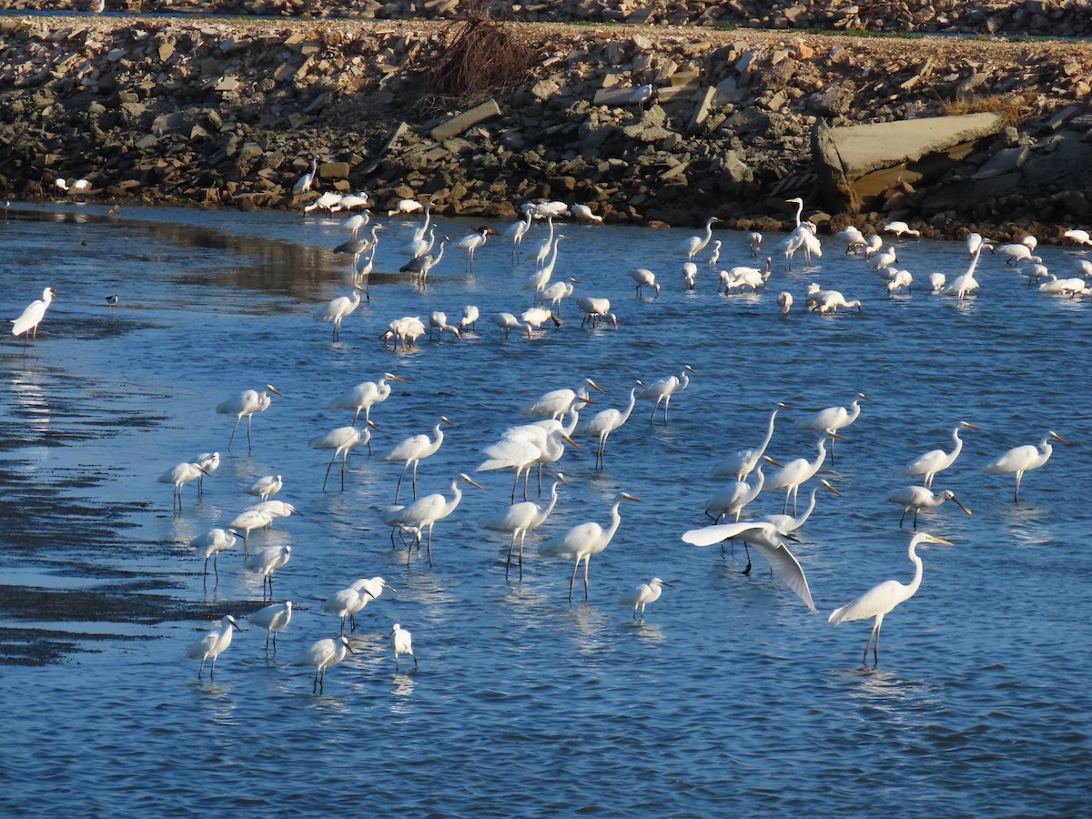 Koartza zuria - ML645644895