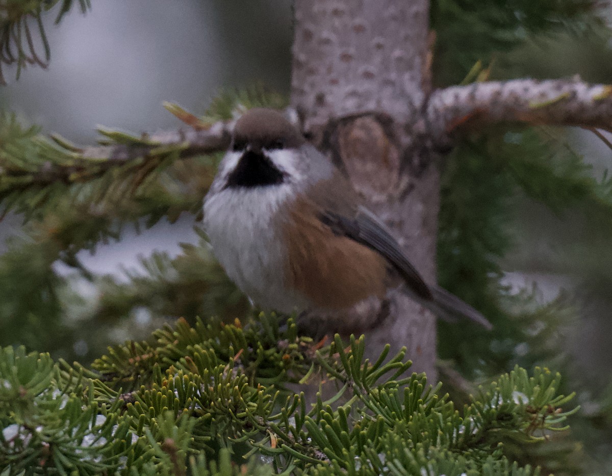 Boreal Chickadee - ML645644898