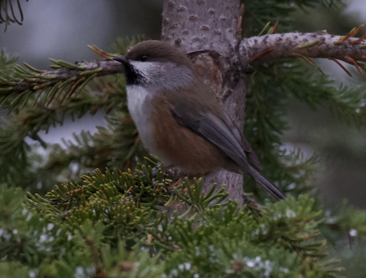 Boreal Chickadee - ML645644899