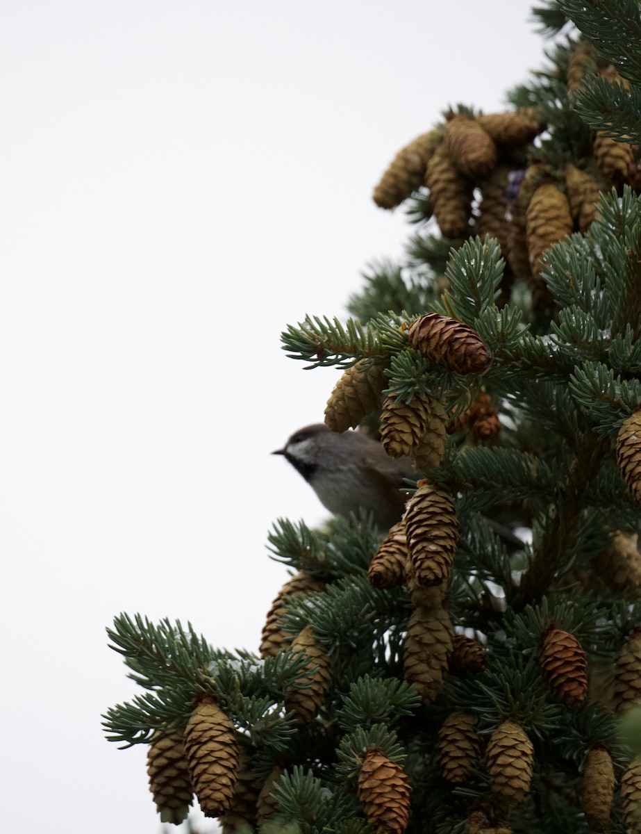 Boreal Chickadee - ML645644900