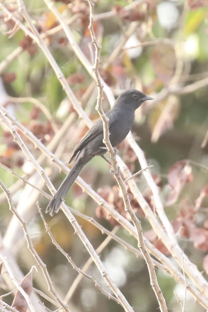 Northern Black-Flycatcher - ML645644901