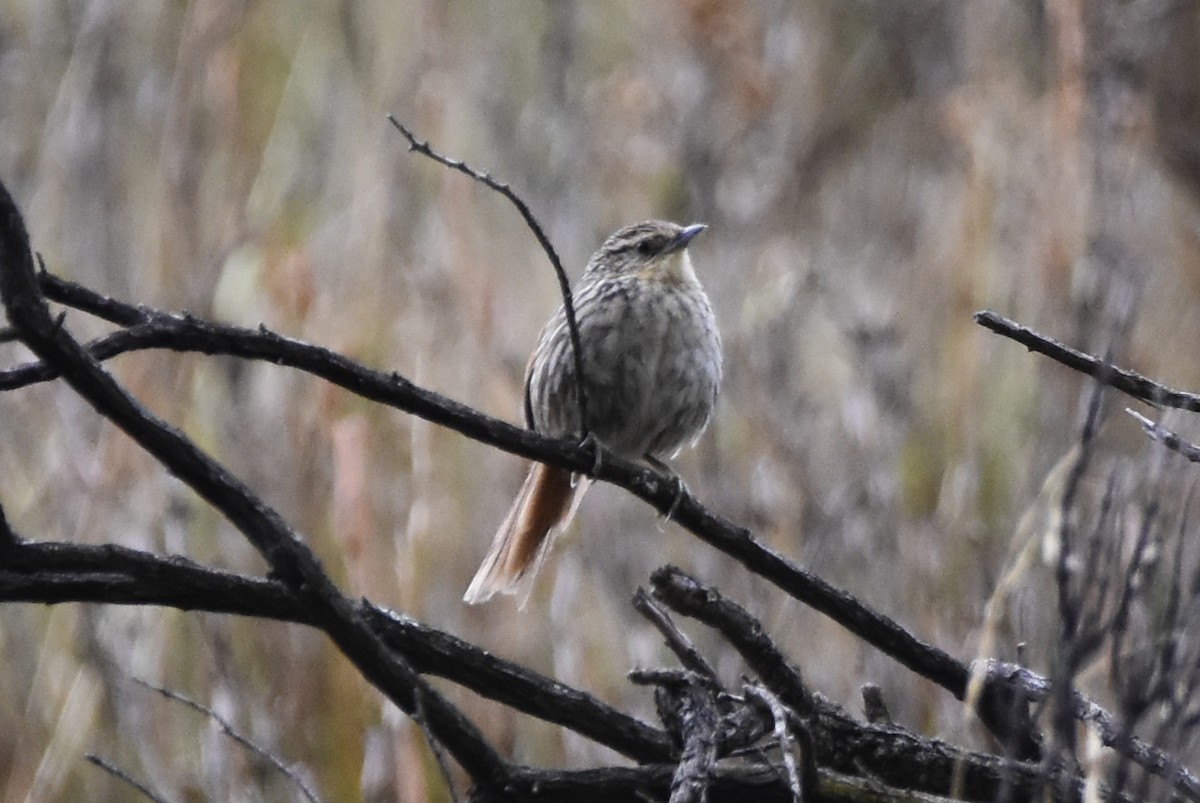 Many-striped Canastero - ML645644906