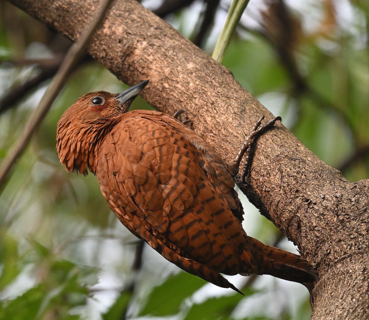 Rufous Woodpecker - ML645644909