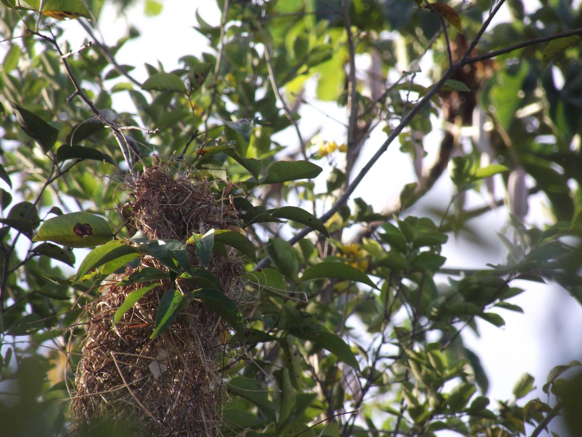 Solitary Black Cacique - ML645644912
