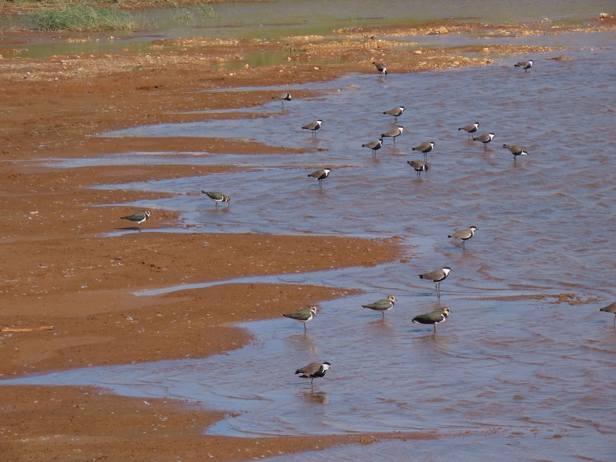 Vanneau à éperons - ML645644913