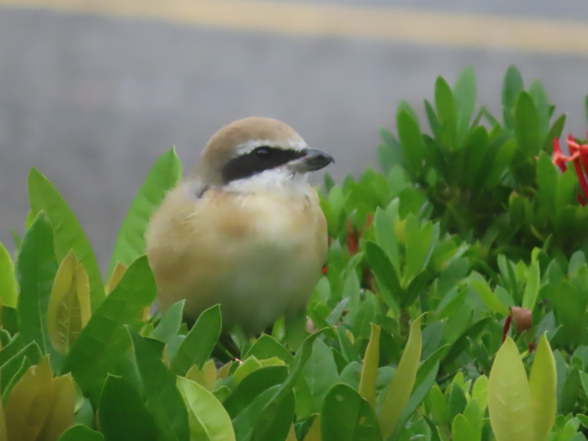 Pie-grièche brune - ML645644915