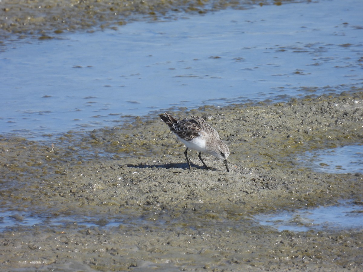 Küçük Kumkuşu - ML645644916