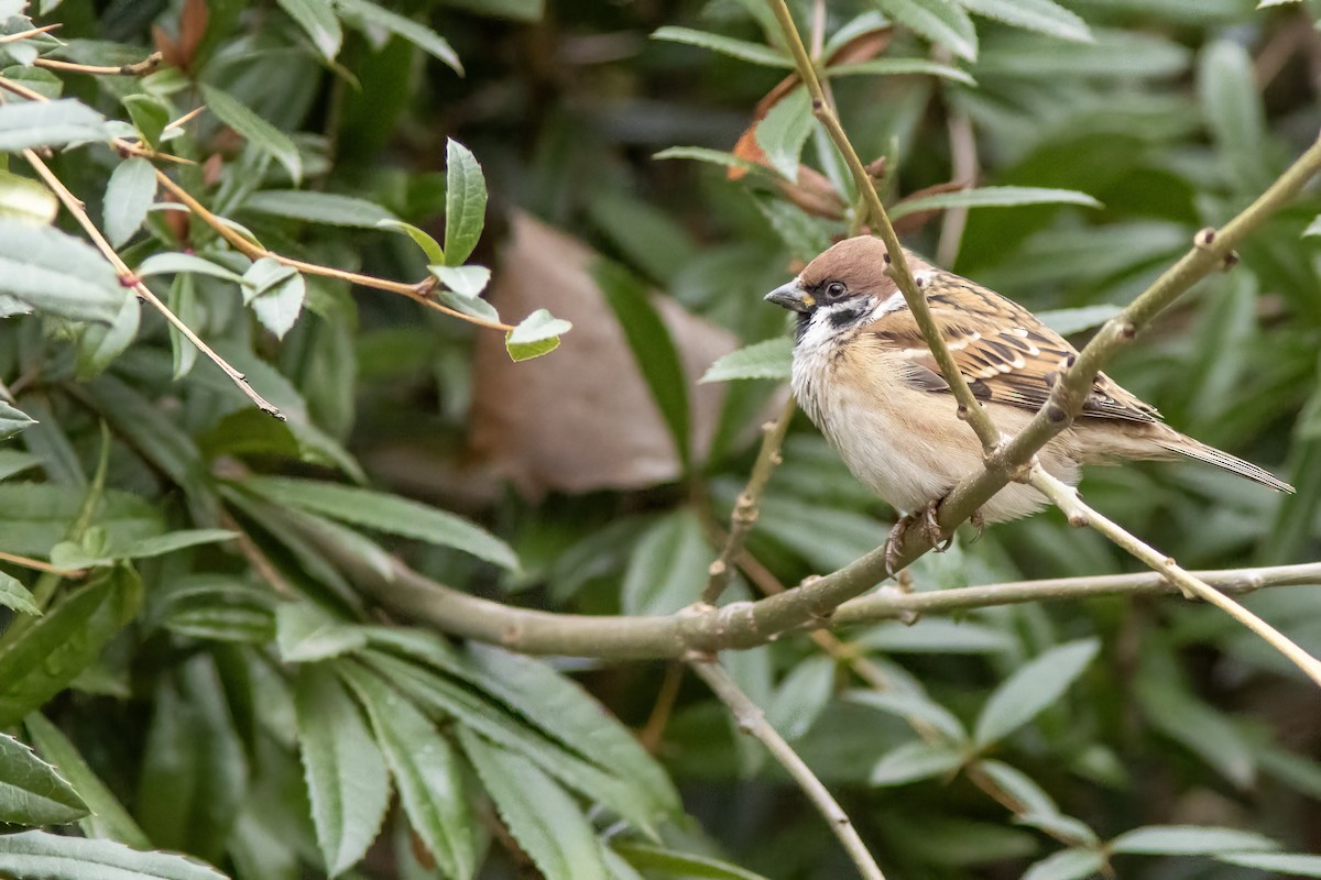 Eurasian Tree Sparrow - ML645644920