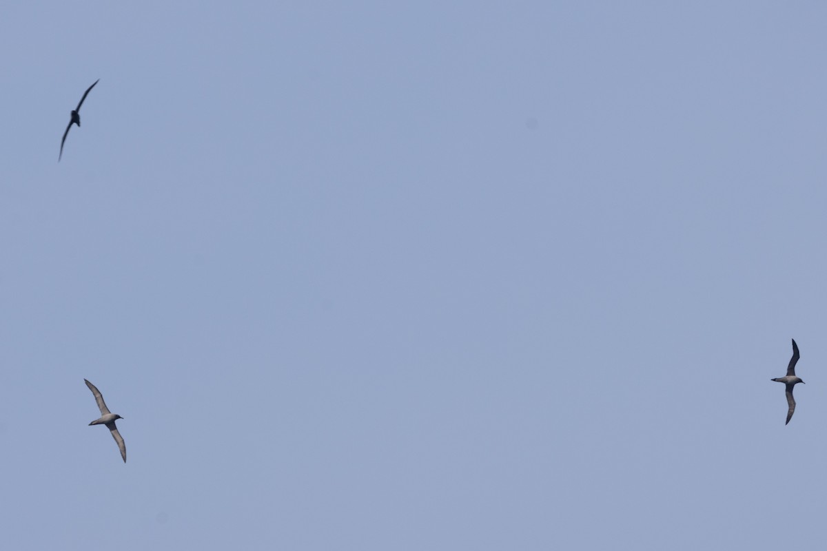 Albatros hauskara - ML645644941