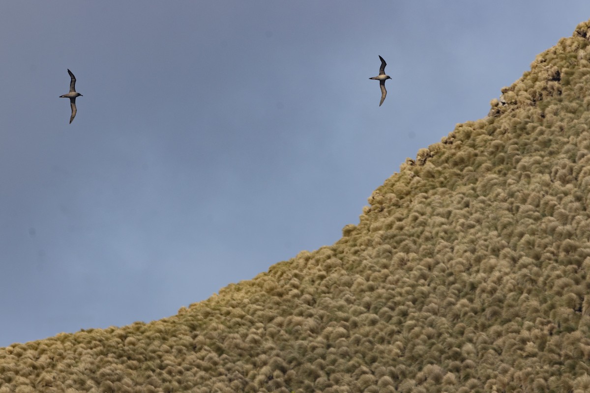 Albatros hauskara - ML645644943