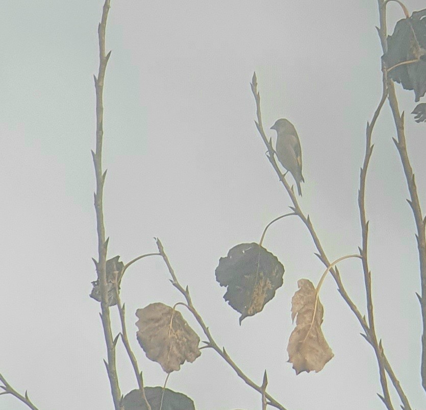 Oriental Greenfinch (Oriental) - ML645644945