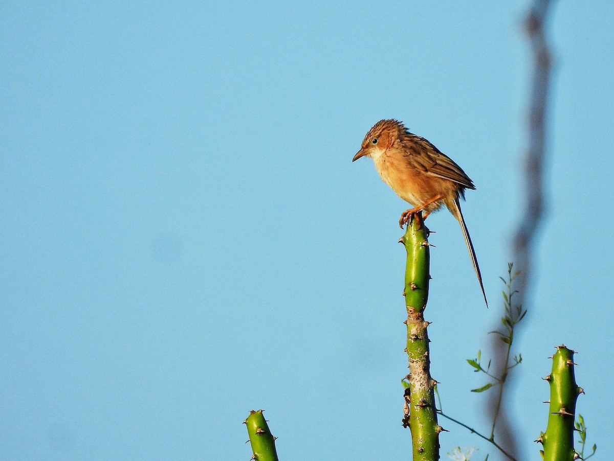 Common Babbler - ML645644953