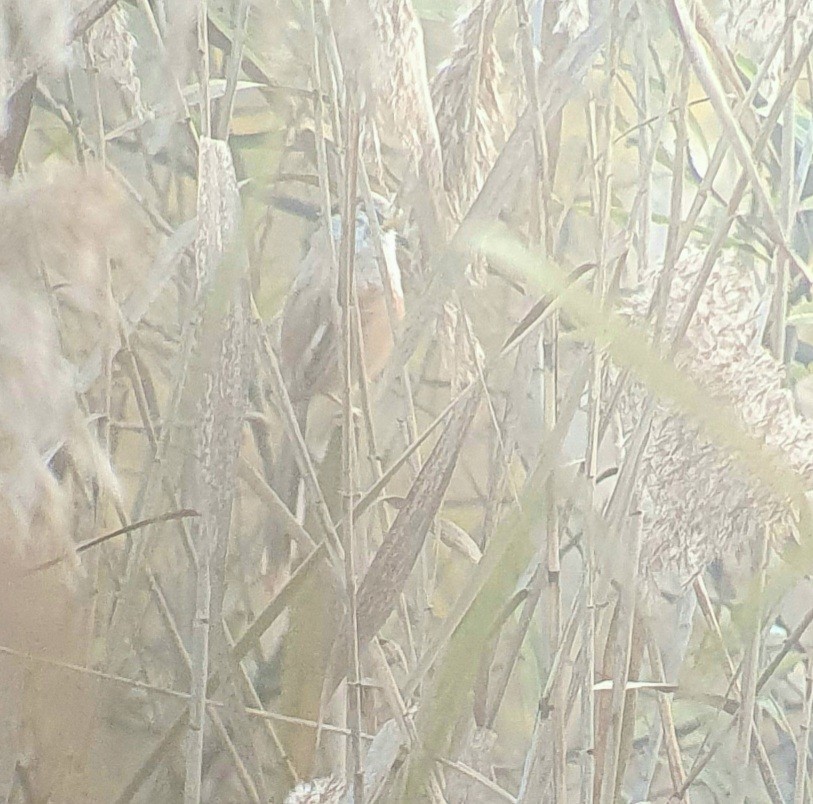 Reed Parrotbill - ML645644967